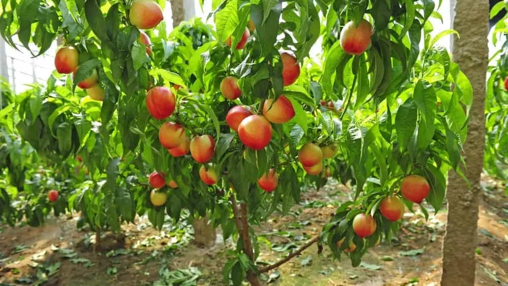 تکثیر انواع نهال مثمر و غیر مثمر در آشخانه خراسان شمالی
